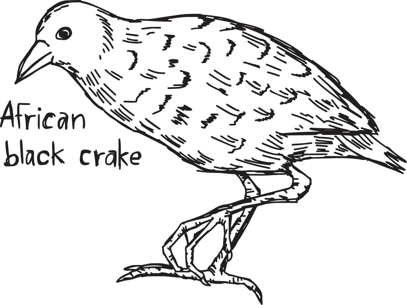 crake preto africano - desenho de ilustração vetorial desenhado à mão vetor