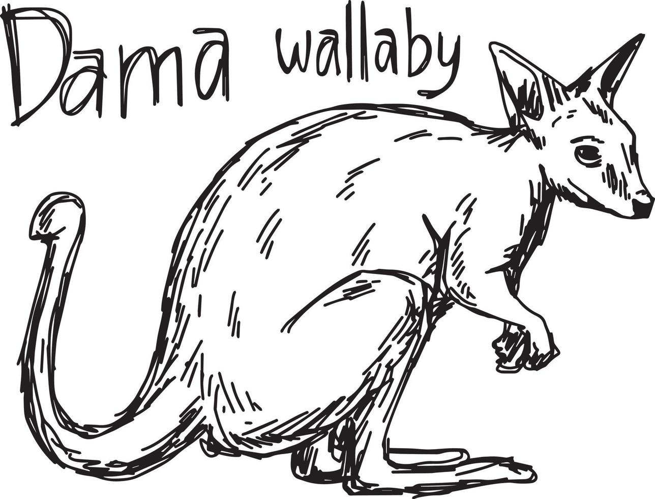 dama wallaby - desenho de ilustração vetorial desenhado à mão vetor