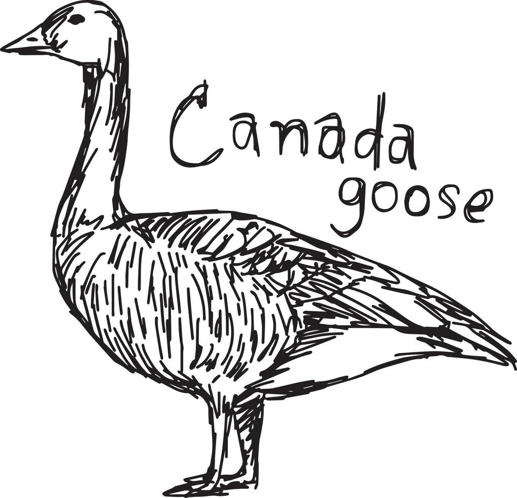 ganso canadense - desenho de ilustração vetorial desenhado à mão vetor