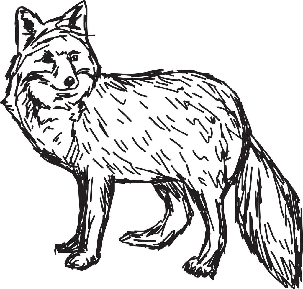 raposa - esboço de ilustração vetorial desenhado à mão com linhas pretas vetor