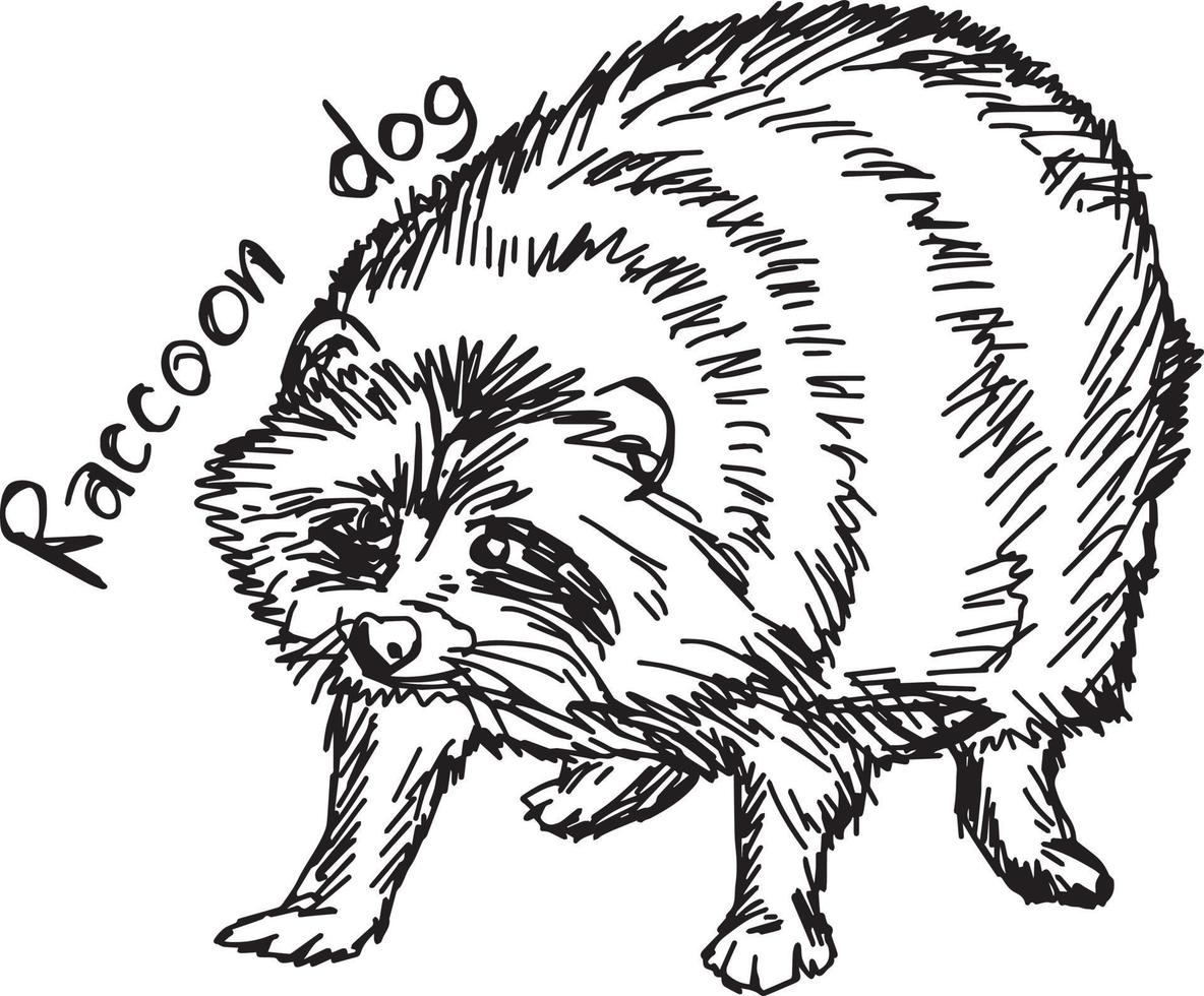 cachorro-guaxinim - desenho de ilustração vetorial desenhado à mão vetor