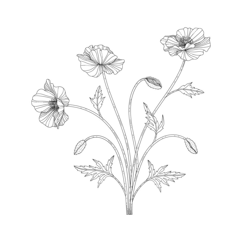 mão desenhada papoula ilustração floral. vetor