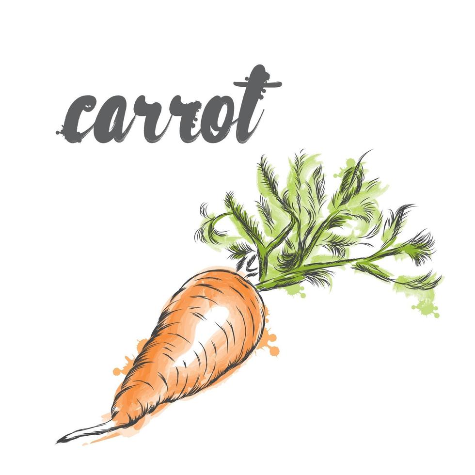 vegetais de vetor. Comida. estoque meal.carrot. vetor