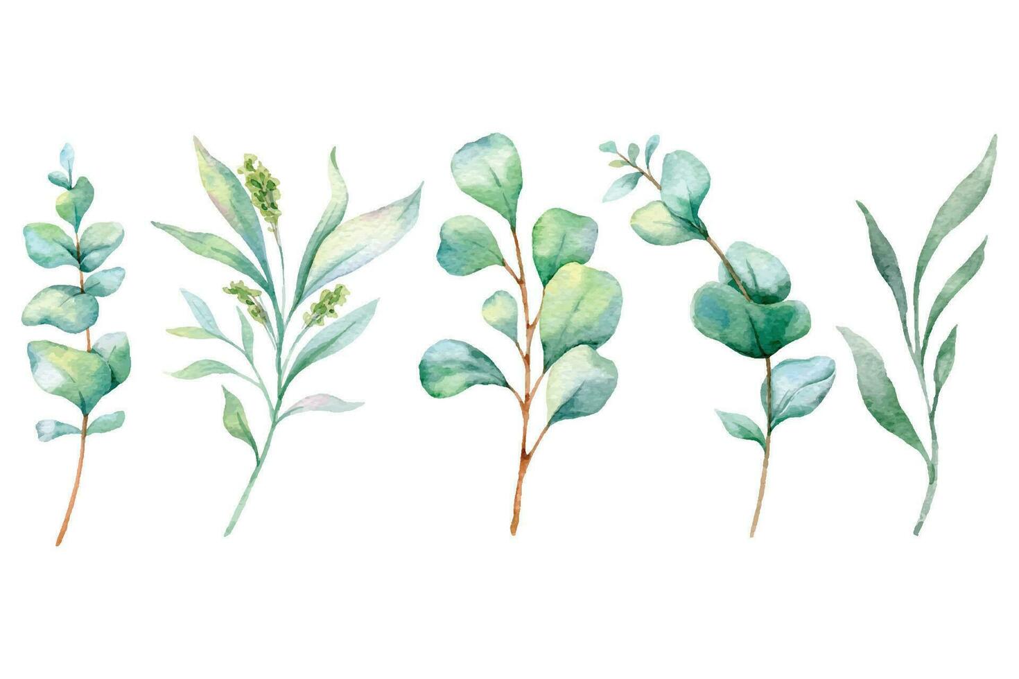 eucalipto aguarela ilustração. eucalipto vegetação mão pintado isolado em branco fundo. perfeito para Casamento convites, floral rótulos, nupcial chuveiro e floral cumprimento cartões vetor