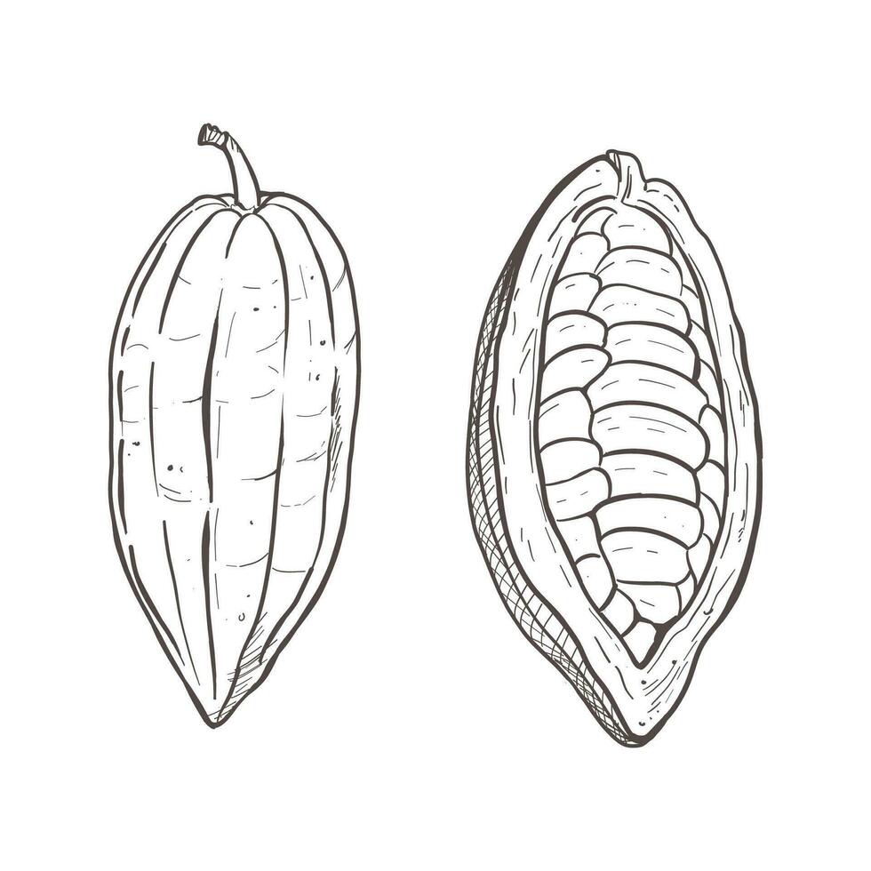 vetor ilustração conjunto do descascado e com casca cacau feijões. você pode Vejo sementes. Preto esboço do vagens, gráfico desenho. para cartões postais, Projeto e composição decoração, impressões, cartazes, adesivos, cardápio