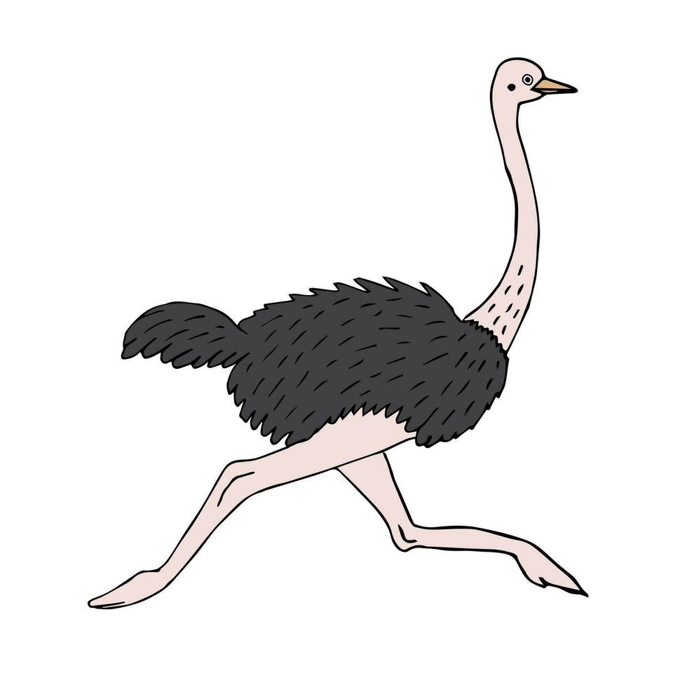 vetor mão desenhado colori esboço rabisco avestruz