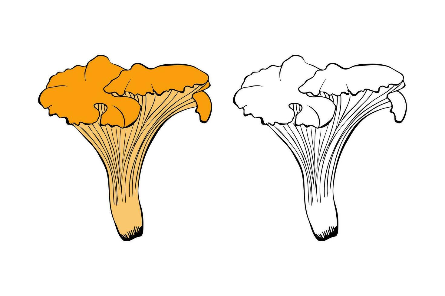 chanterelle cogumelo mão desenhado contorno rabisco, isolado, branco fundo. vetor