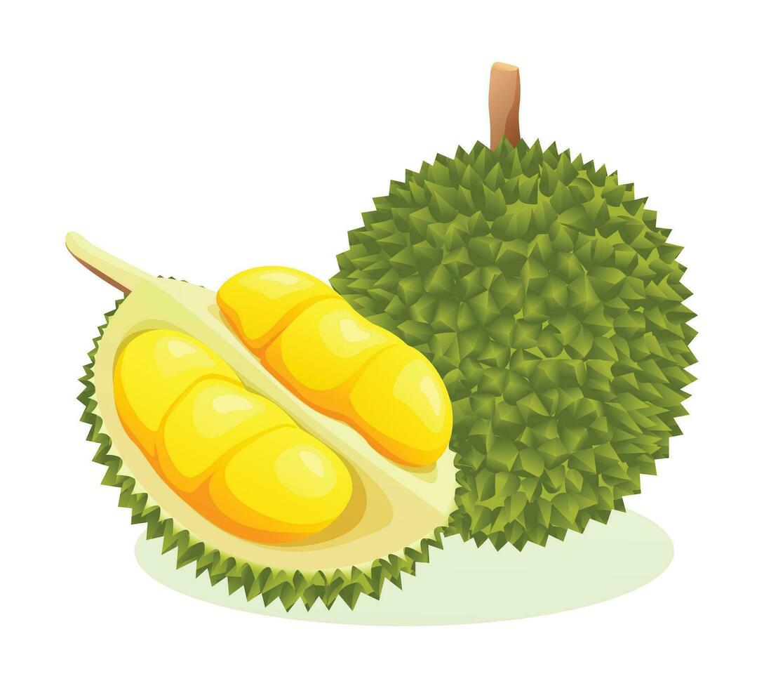 durian fruta todo e metade corte. vetor ilustração isolado em branco fundo