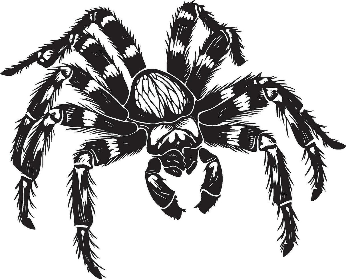 venenoso aranha tarântula tasha ilustração vetor