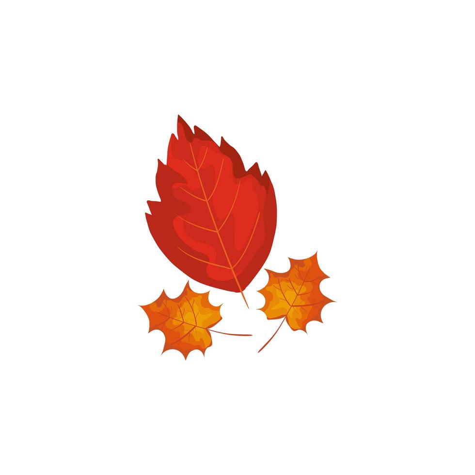 ícone isolado de folhas de outono vetor