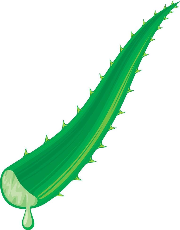 folha de aloe vera vetor