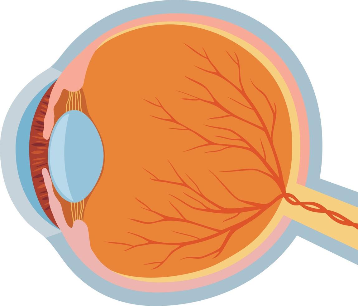 design da anatomia do olho vetor