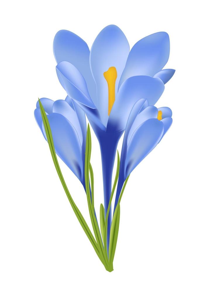 ilustração vetorial de flor de açafrão vetor