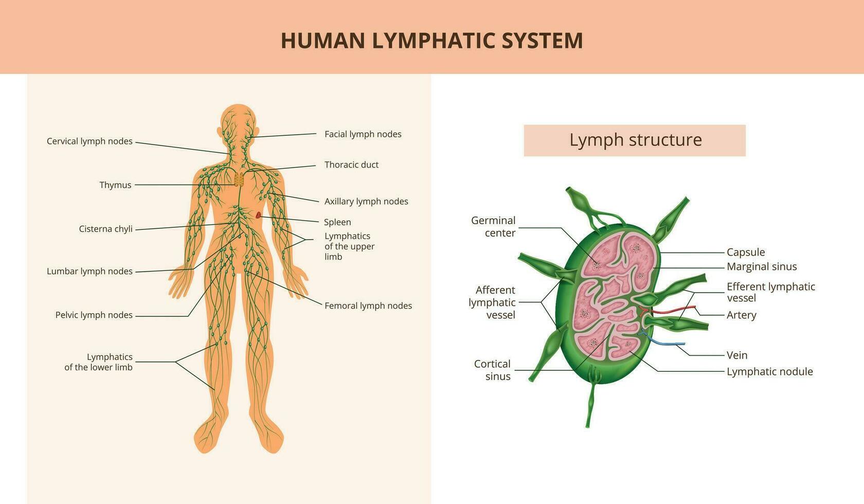 humano linfático sistema vetor