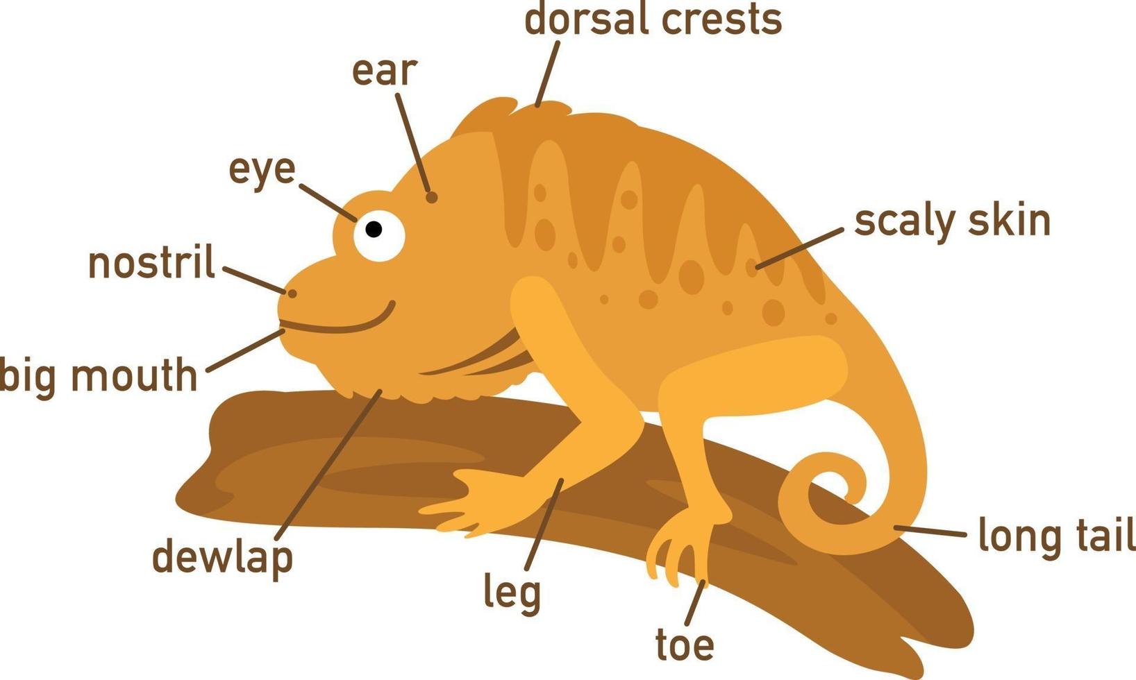 ilustração do vocabulário da iguana, parte do corpo vetor