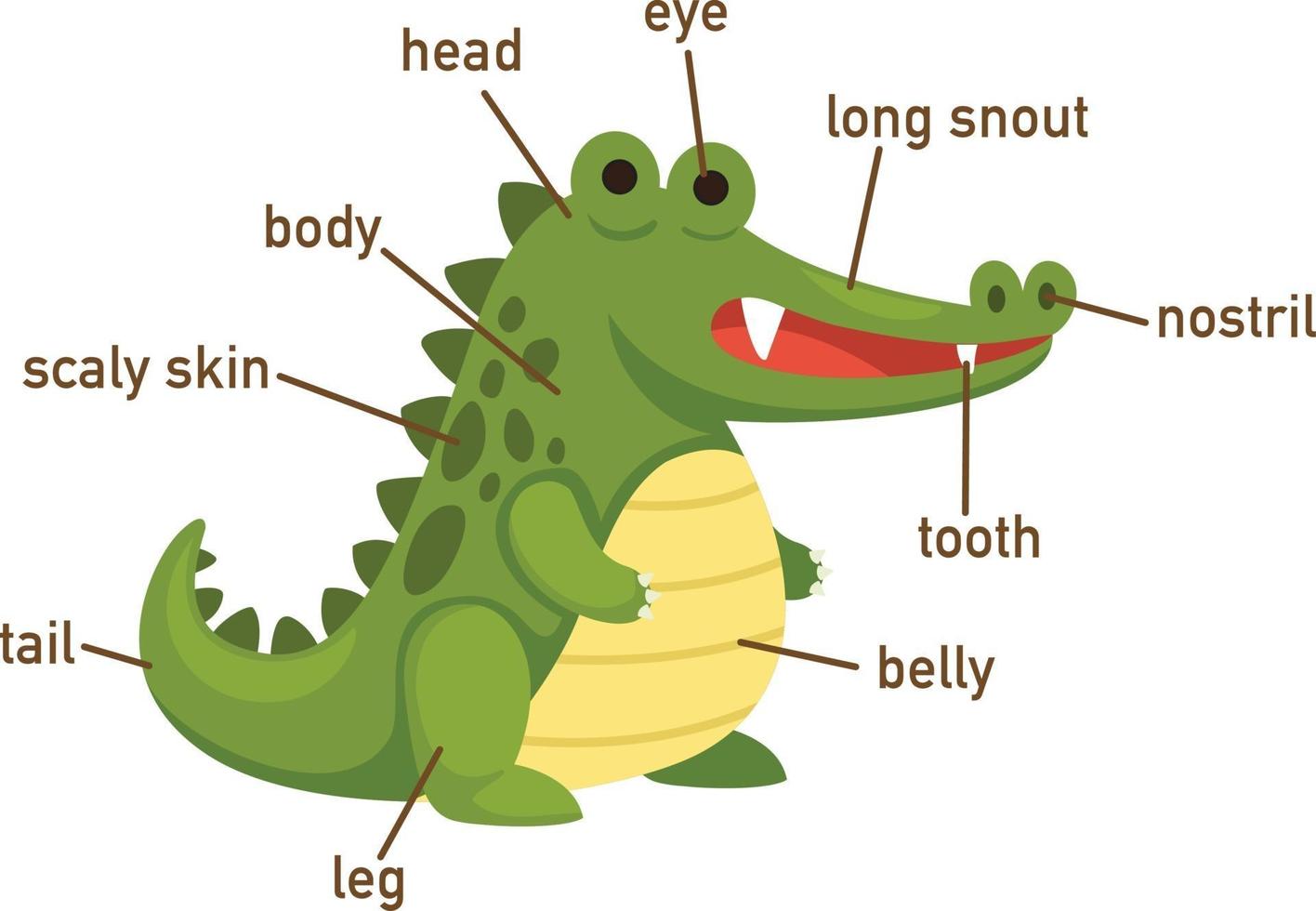 ilustração do vocabulário do crocodilo, parte do corpo vetor