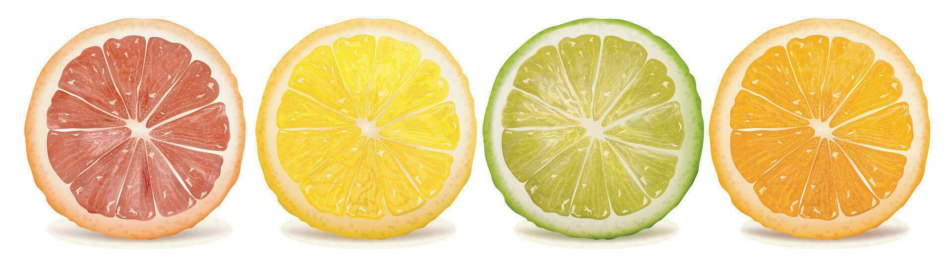 realista detalhado 3d fresco maduro fatiado frutas laranja Lima e limão definir. vetor