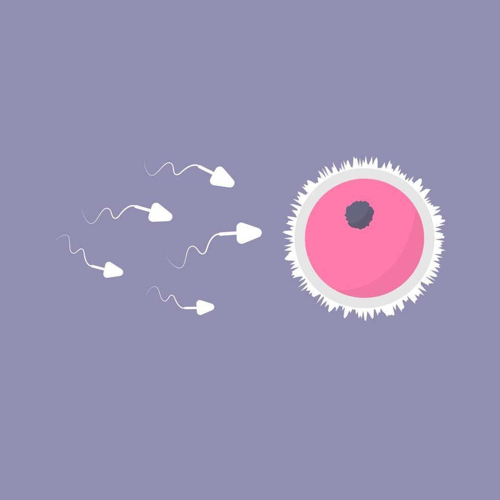 processo de fertilização humana. ilustração do vetor de espermatozoides e óvulos.