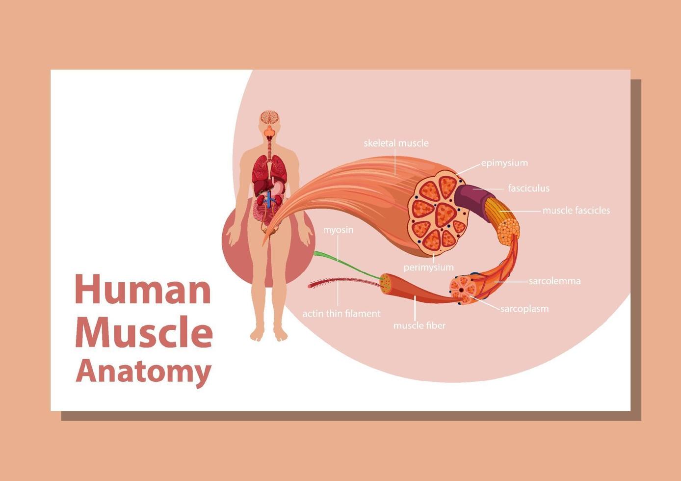 anatomia do músculo humano com anatomia do corpo vetor