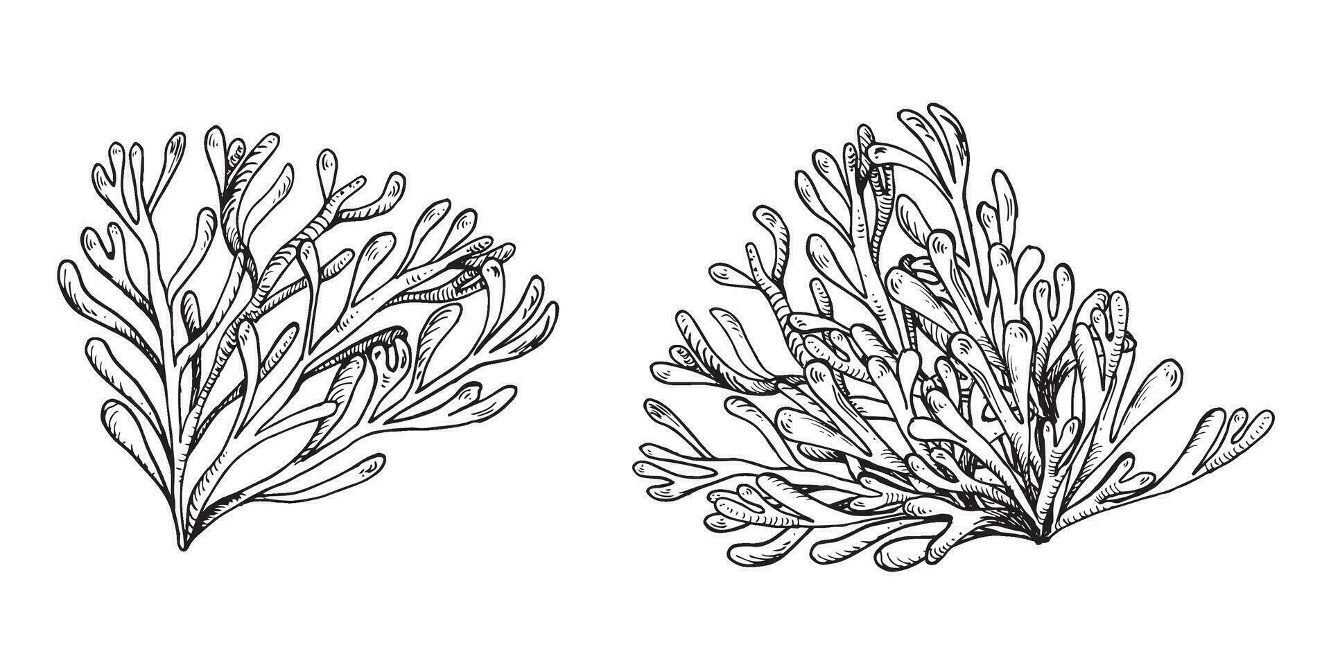 mar plantas tinta mão desenhado ilustração isolado em branco fundo. solteiro Rosa ágar ágar algas marinhas, phyllophora Preto branco linha vetor. Projeto elemento para pacote, rótulo, invólucro, marinho coleção. vetor