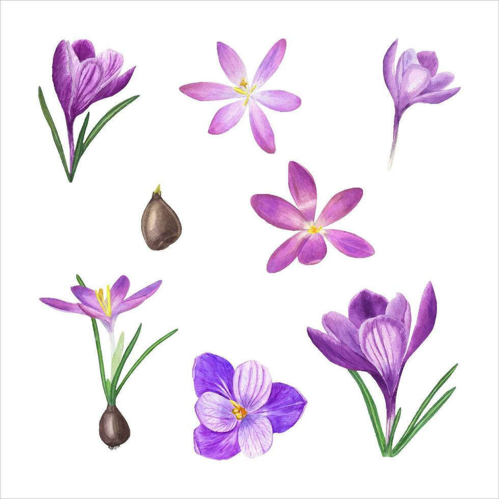 aguarela conjunto do florescendo açafrão, lâmpada., flor cabeças. botânico ilustração do Primavera flores vetor