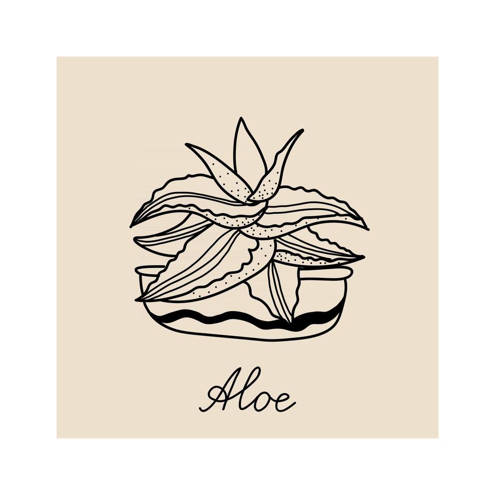 ilustração desenhada à mão de planta aloe vetor