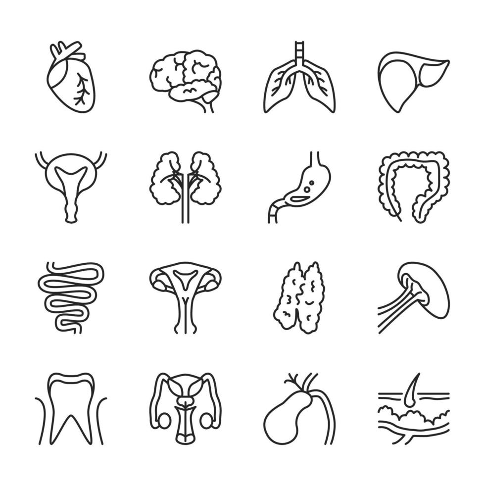 conjunto de ícones de linha fina de órgãos internos humanos isolado vetor