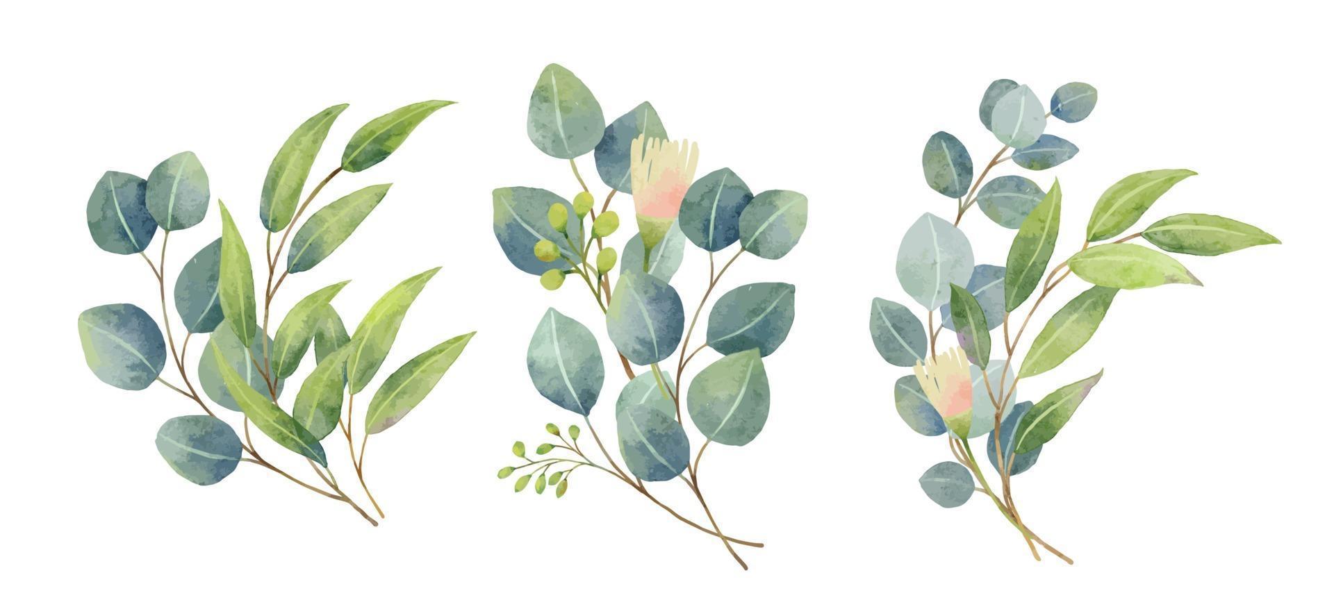 buquê de folhas de eucalipto em estilo aquarela. floral e folhas vetor