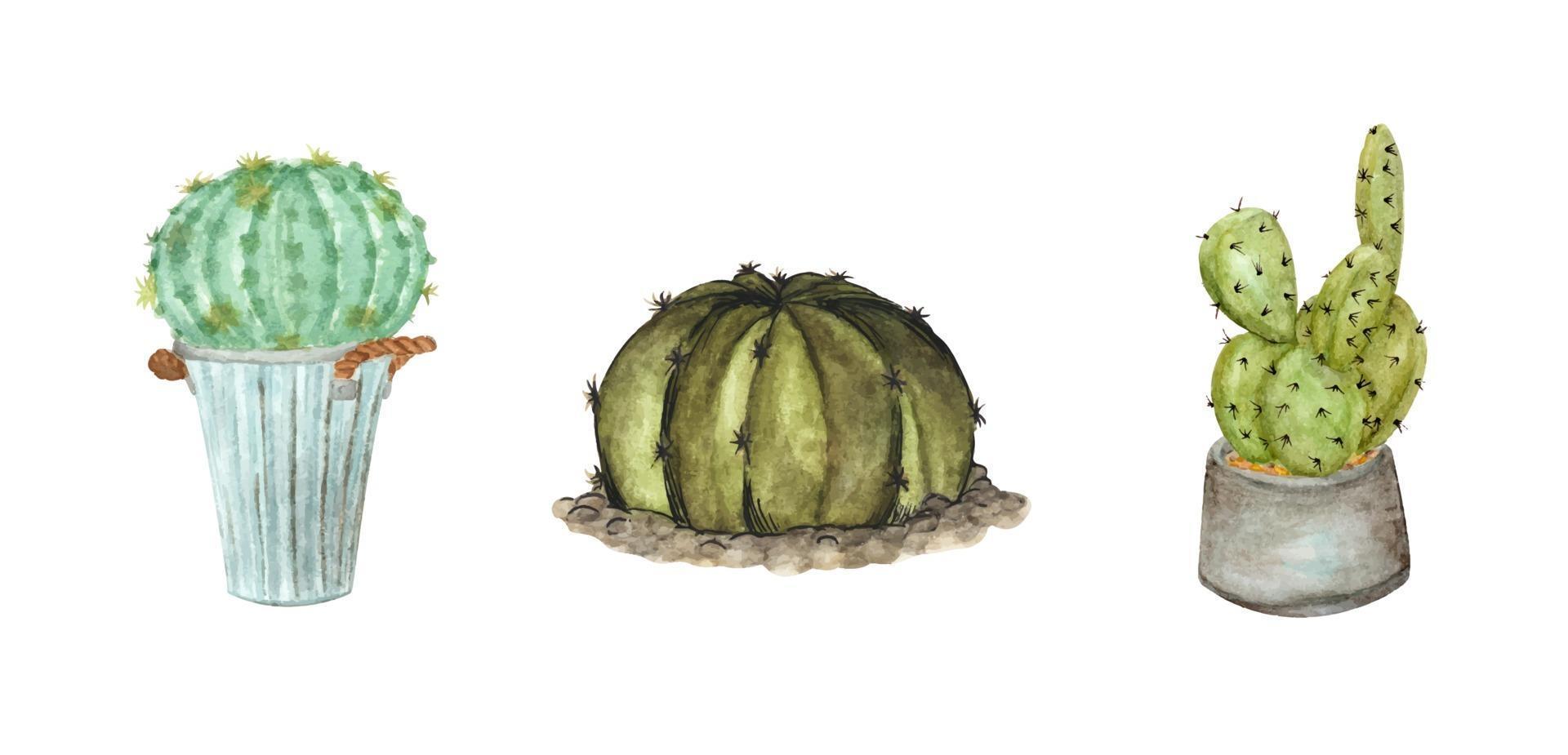 conjunto de cactos. ilustração em aquarela. vetor