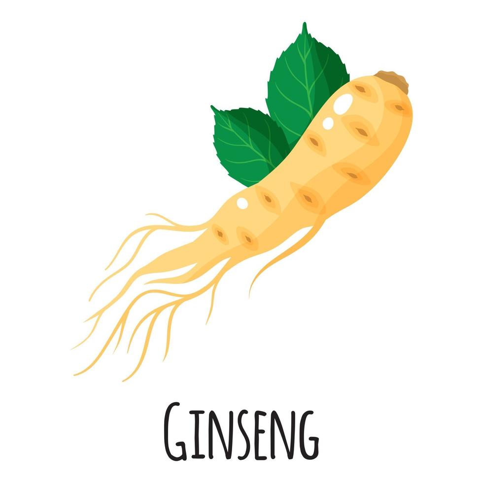 raiz de superalimento de ginseng para mercado de fazendeiro de modelo, etiqueta, embalagem. vetor