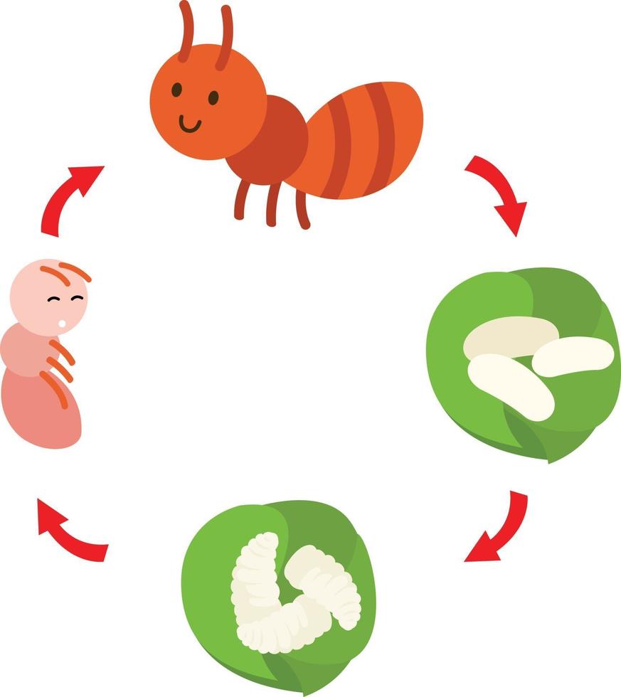 ilustração vetor de formiga de ciclo de vida