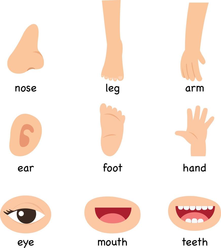 ilustração da parte do vocabulário do vetor do corpo