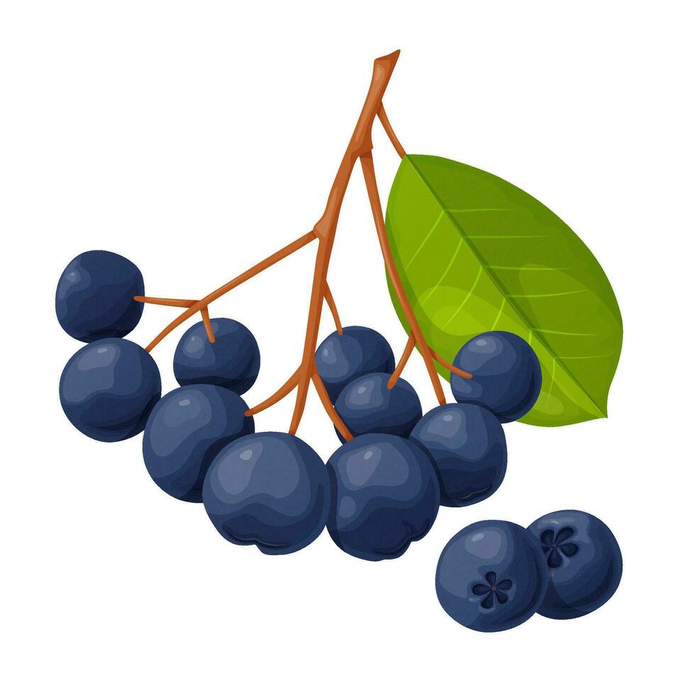 azul chokeberry baga dentro desenho animado estilo. plantar Comida produtos. vetor