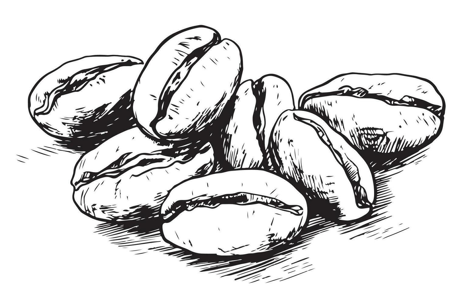café feijões esboço mão desenhado dentro rabisco estilo café fermentação vetor ilustração