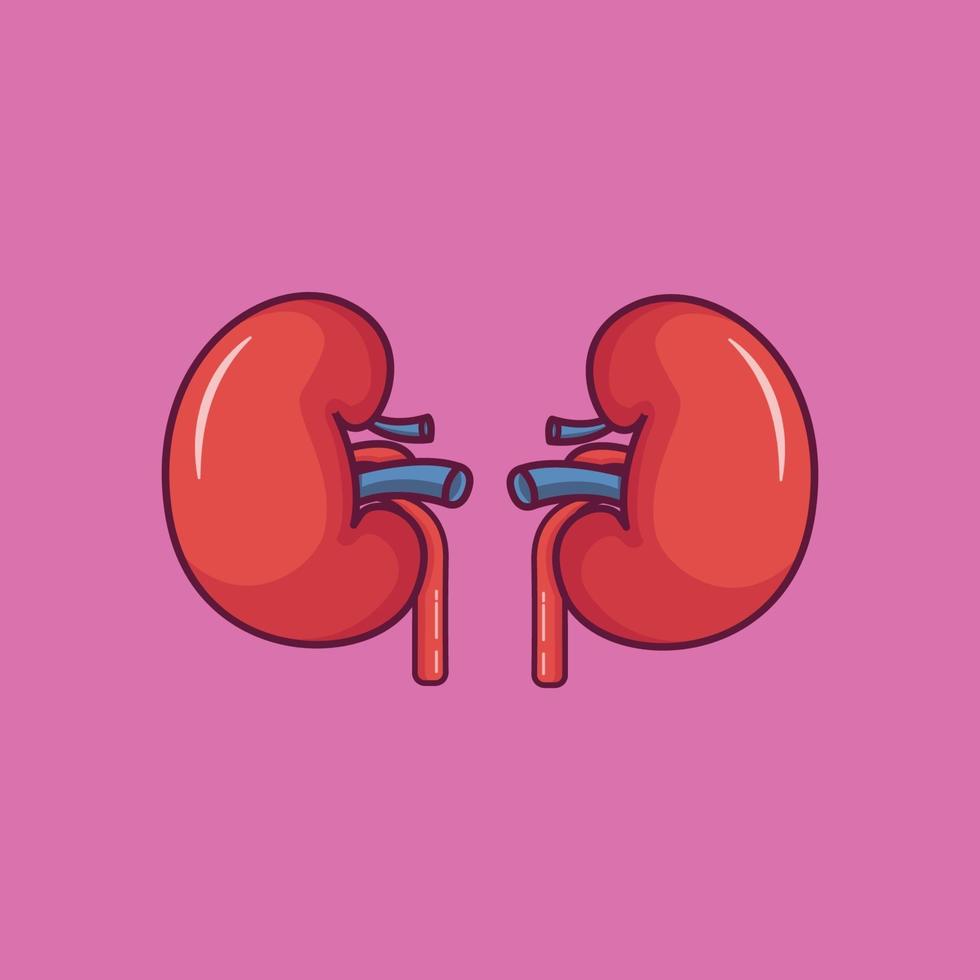 vetor de órgão renal. ilustração isolada de rim