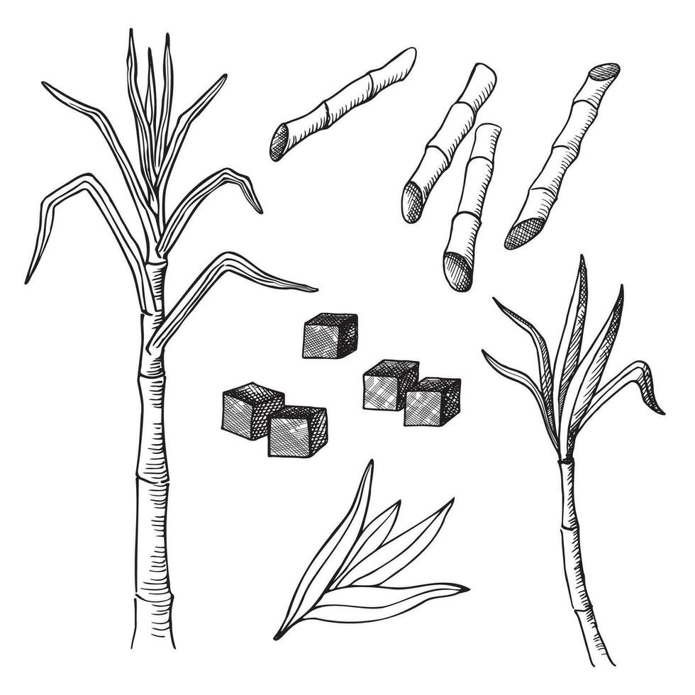 açúcar bengala mão desenhado esboço com gravação em isolado fundo. desenhando do tronco, folhas, estacas e galhos do tropical açucarado plantar, açúcar doce cristalino cubos. colheita, agricultura, Comida vetor