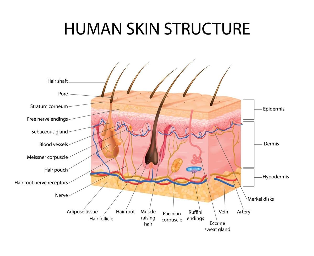 conceito de receptores sensoriais da pele vetor