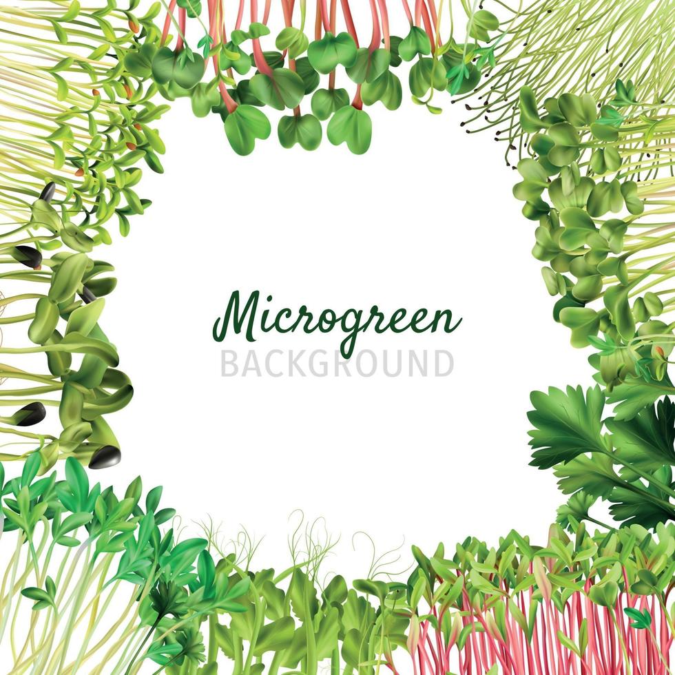 quadro de microgreens de nutrição saudável vetor