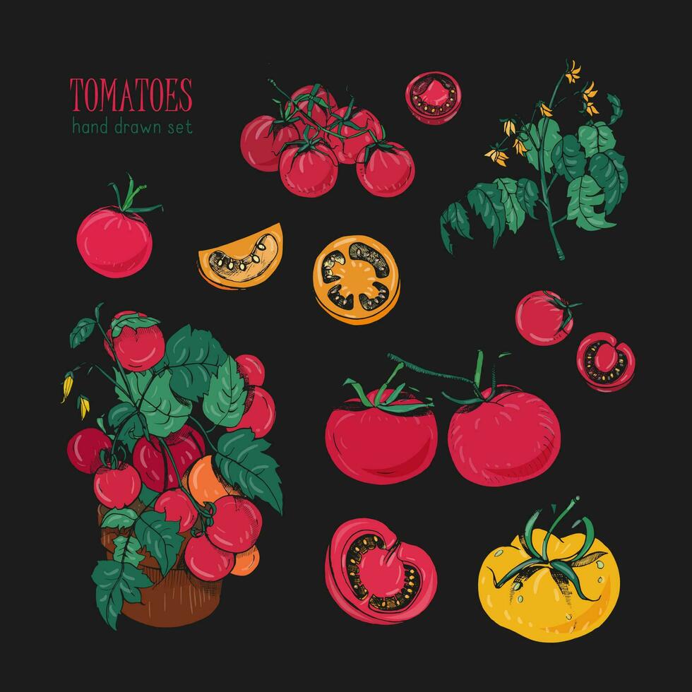 tomate variedades, mão desenhado conjunto em Preto fundo. filial, flores, arbusto, parte dentro uma corte. colorida vetor ilustração com cereja tomates, vermelho, laranja, amarelo cores.