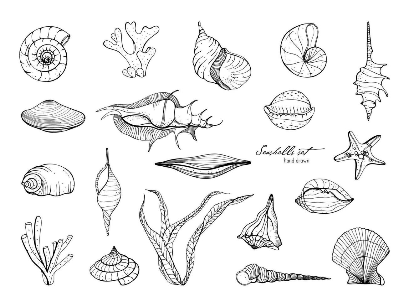 mão desenhado conchas do mar coleção. conjunto do algas marinhas, coral, estrela do Mar, concha. vetor Preto e branco ilustração.