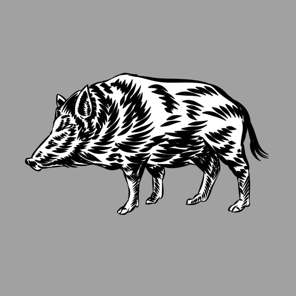 ilustração de vetor vintage de porcos