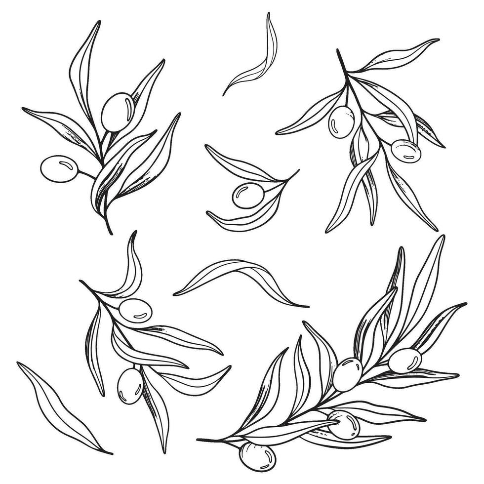 esboço conjunto do Oliva ramo com bagas e folhas. mão desenhado vetor linha arte ilustração. Preto e branco desenhando do a símbolo do Itália ou grego para cartões, Projeto logotipo, tatuagem.