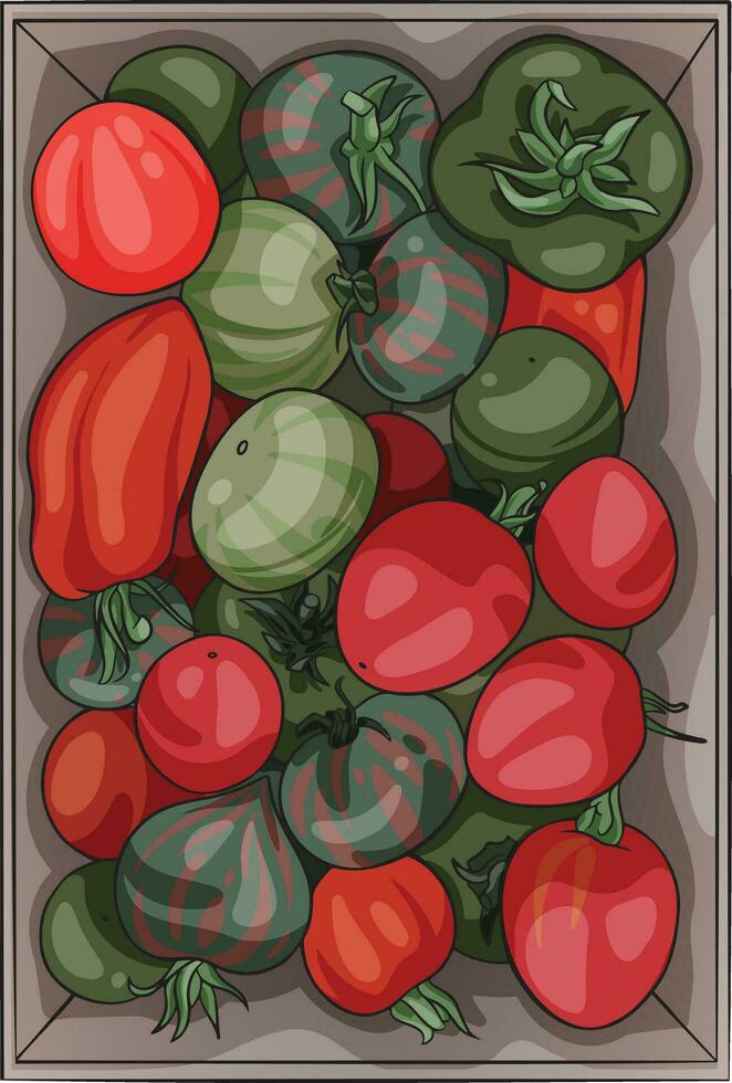 vetor ilustração do uma caixa com caseiro tomates