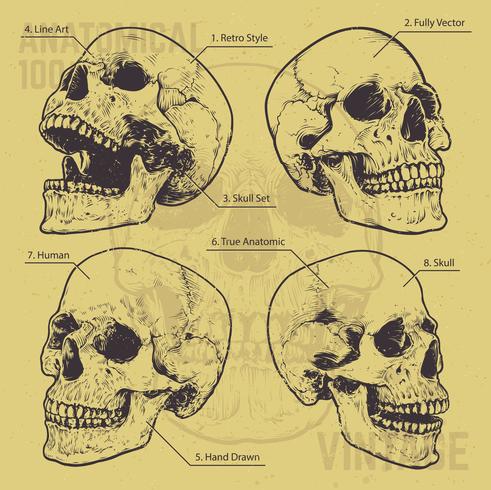 Conjunto de vetores de crânios anatômica