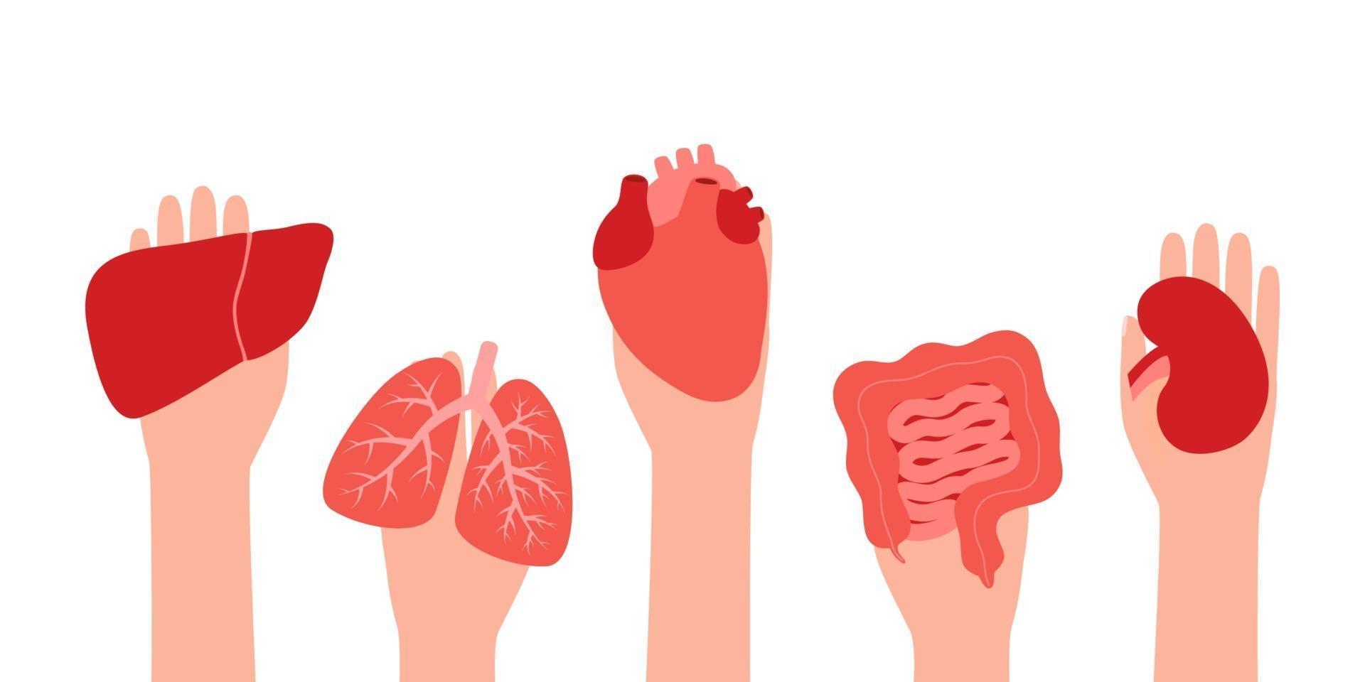 órgãos de doação fígado, pulmões, coração, intestino, intestino e rim. doador vetor