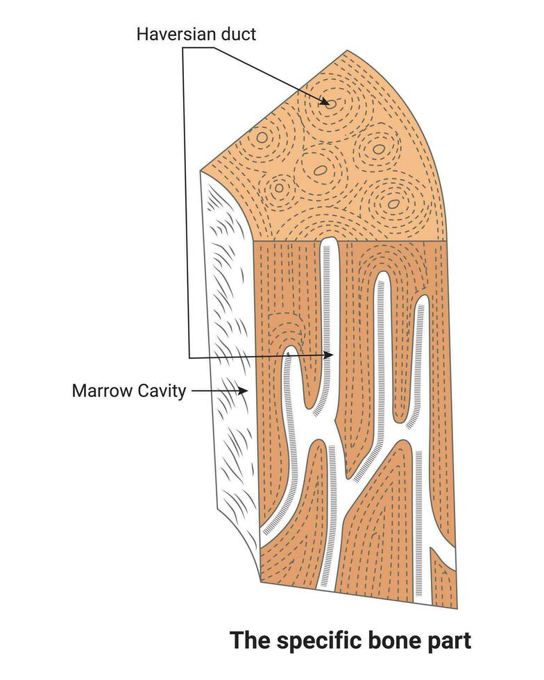 a específico osso parte Ciência Projeto vetor ilustração