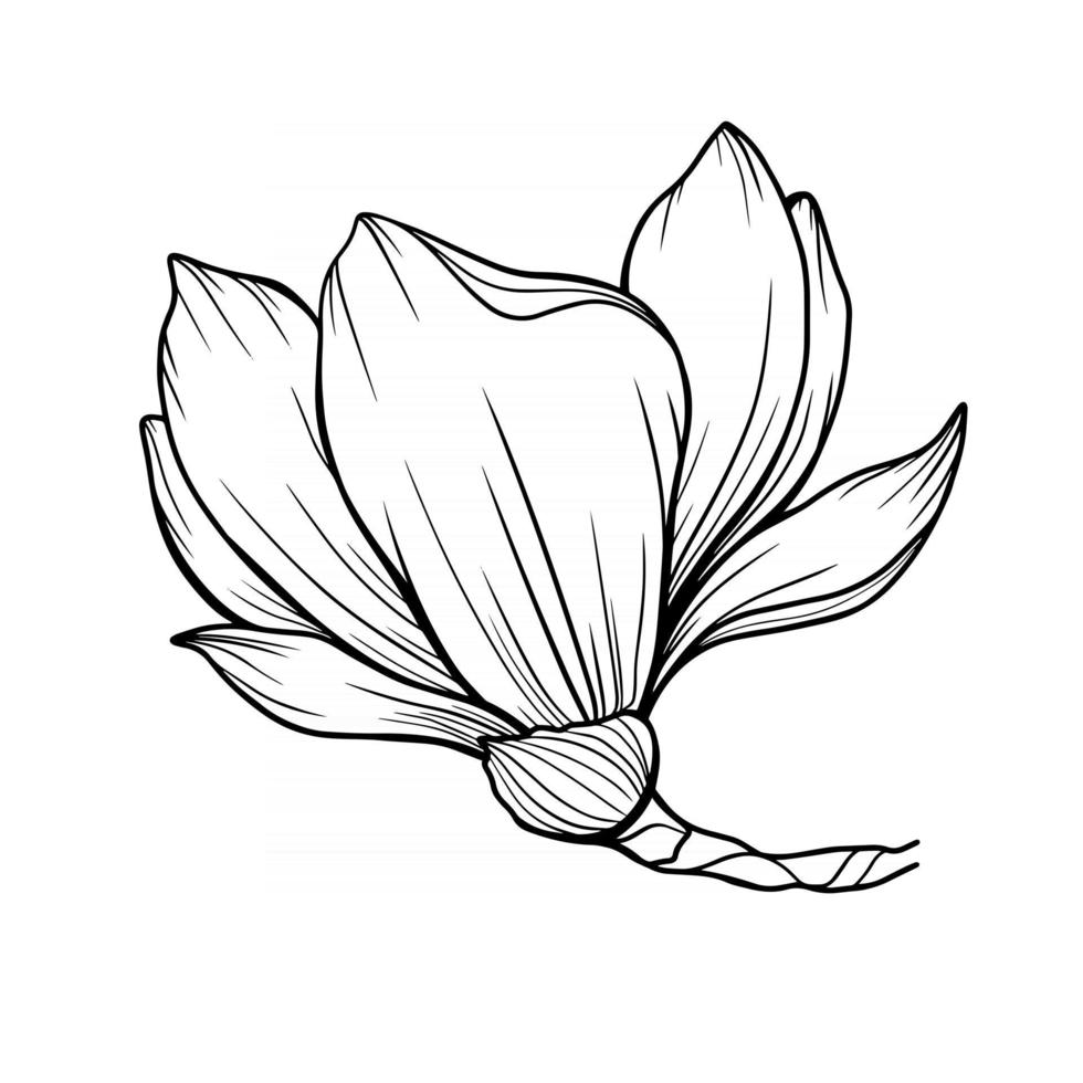 esboço de flor de magnólia desenho de linha arte de linha de magnólia vetor