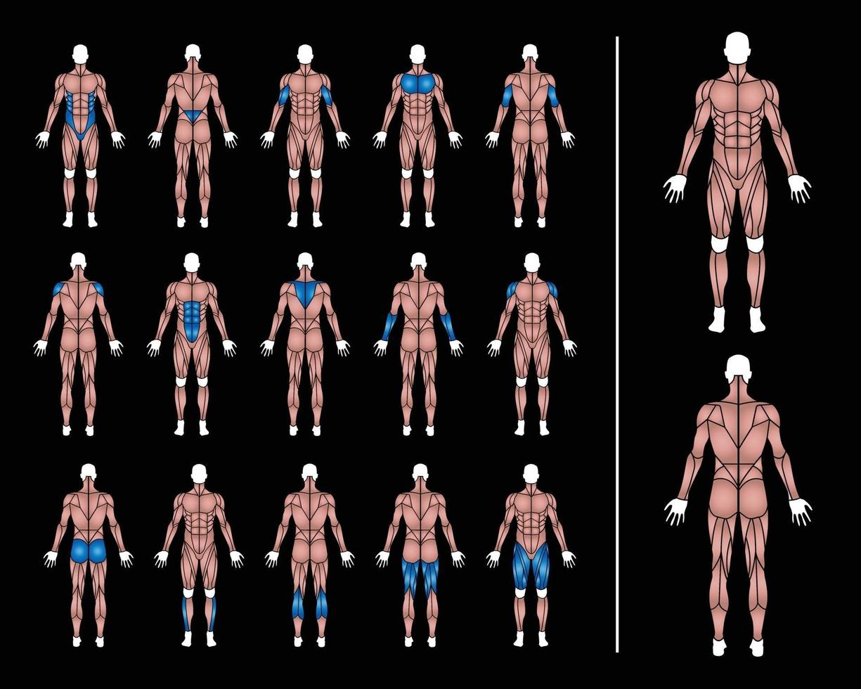 anatomia, homens, corpo, músculos, ajuste, gráfico vetor