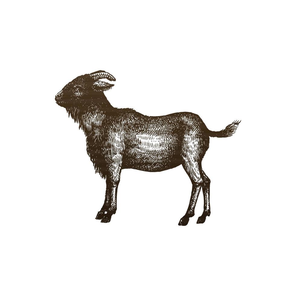 ilustração de estilo de gravura desenho a mão de cabra vetor