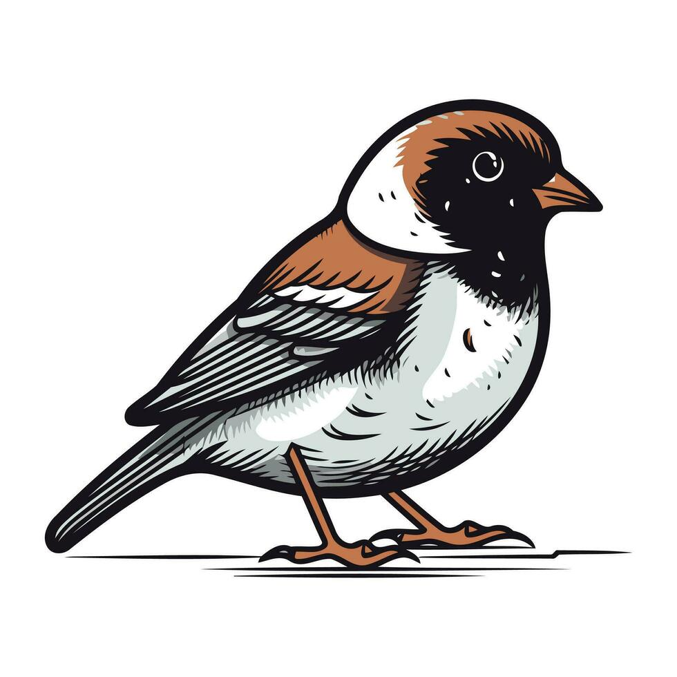 mão desenhado pardal. vetor ilustração do uma pássaro isolado em branco fundo.